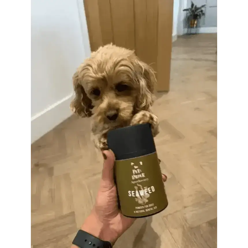 Dental Seaweed Powder for Dogs & Cats: Plaque Removal