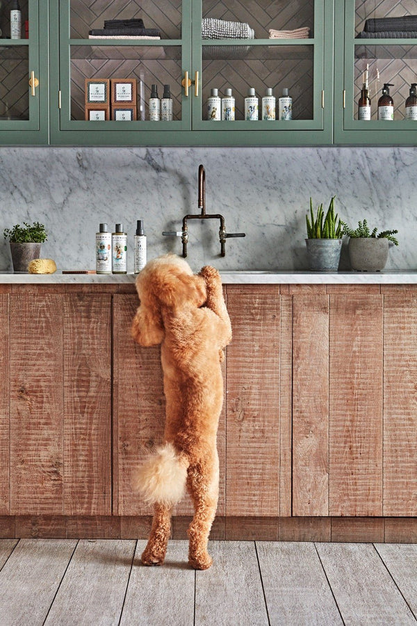 WildWash Puppy Love Shampoo for Puppies, 250ml