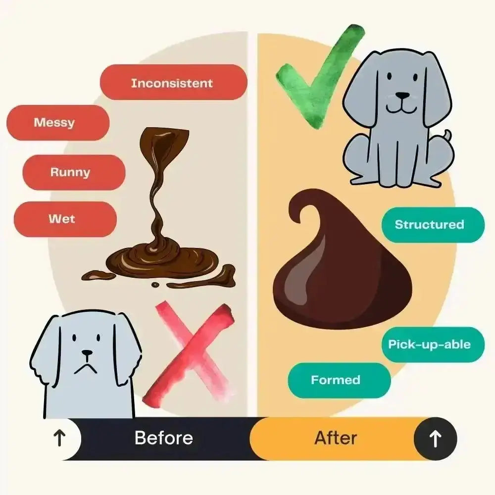 Pumpkin Powder for Dogs: Digestion Aid