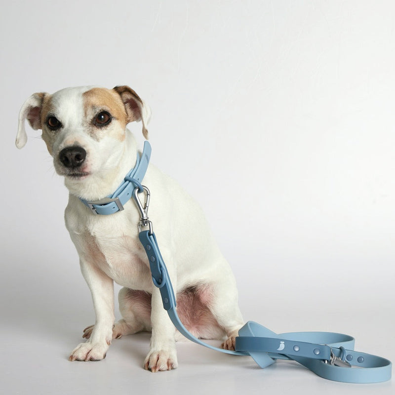 Rose Wylie Collar - Hypoallergenic
