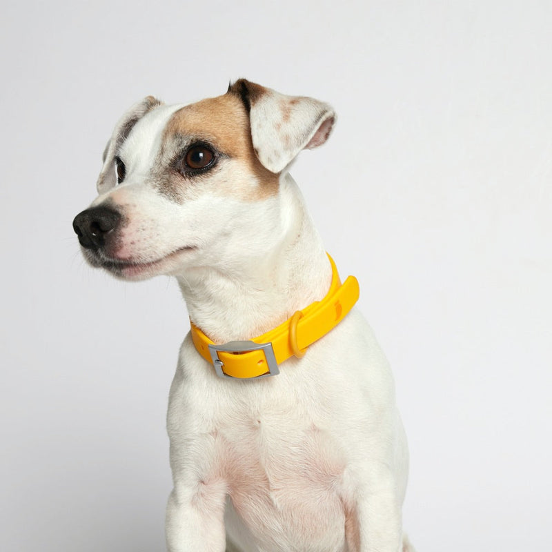 Rose Wylie Collar - Hypoallergenic